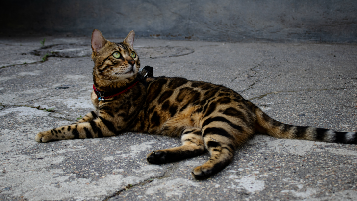 Bingöl Kedisi Nasıl Eğitilir? Onlara Yeni Numaralar Öğretebilir misiniz? 