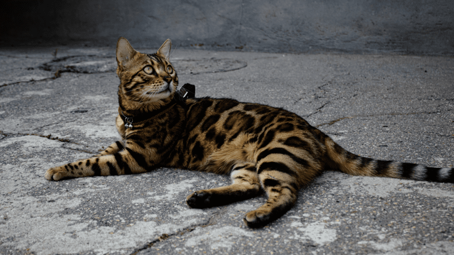 How to train a Bengal cat
