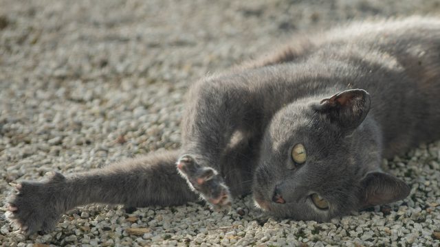 ingrown cat claws