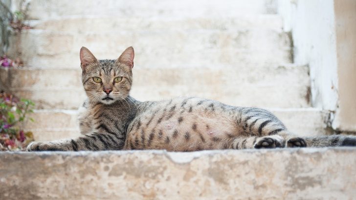 Is My Cat Fat Or Pregnant? 10 Signs Of Feline Pregnancy