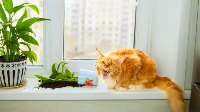 maine coon aggressive