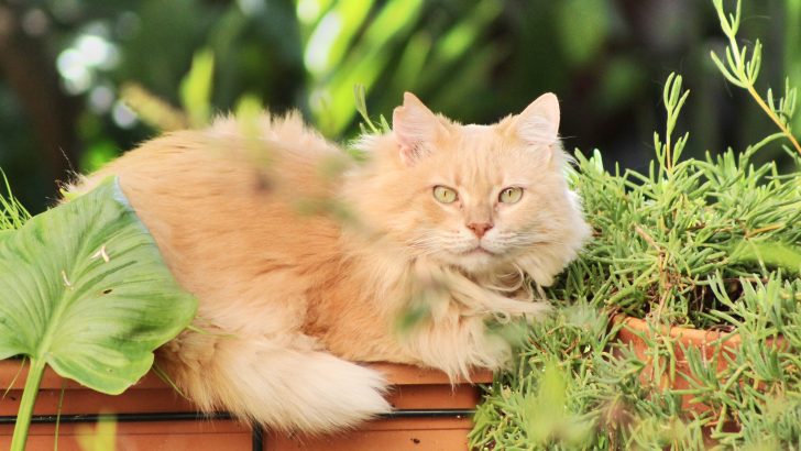 Maine Coon Trill: Why Do Maine Coons Talk So Much?