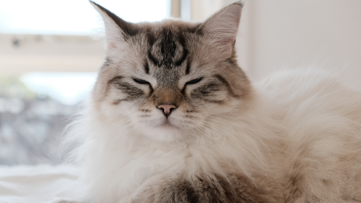20 Medium Hair Cat Breeds To Sweep You Off Your Feet