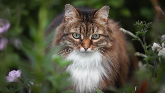 nature cat names