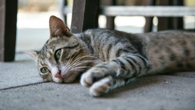 pink cat vomit