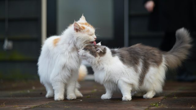 ragdoll vs himalayan