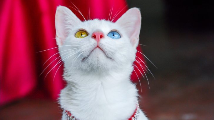 Nadir Kedi Gözü Renkleri Sıralandı: Bilmeniz Gereken Ne Var? 