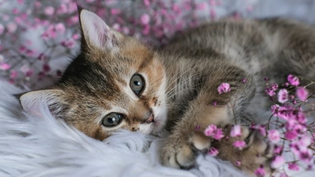 single kitten syndrome