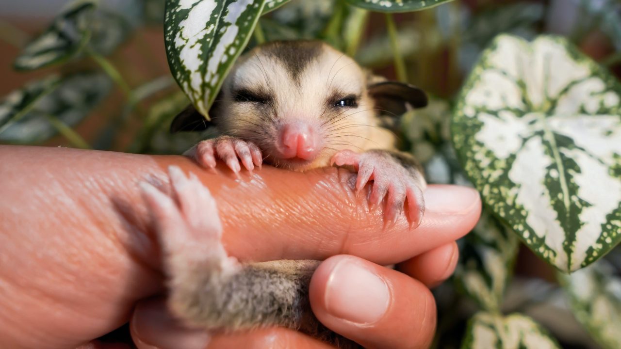 Sugar Gliders And Cats Do They Get Along?