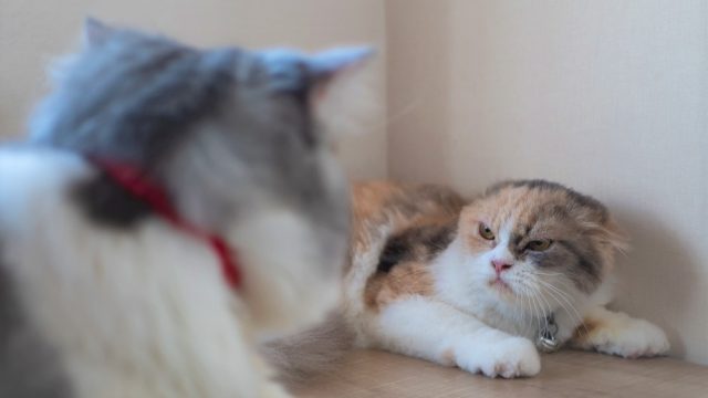 warning signs when introducing cats
