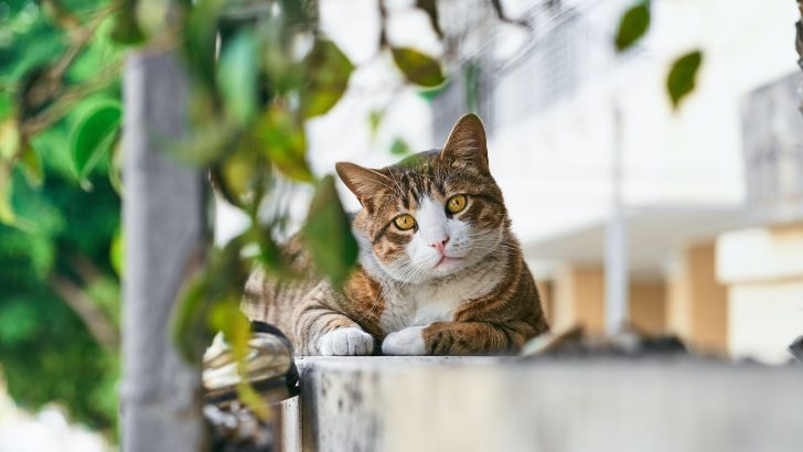 When A Stray Cat Chooses You: Spiritual Meaning And More