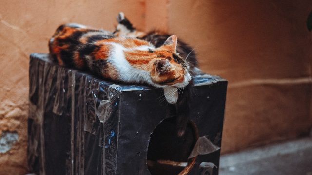 where do cats sleep outside at night
