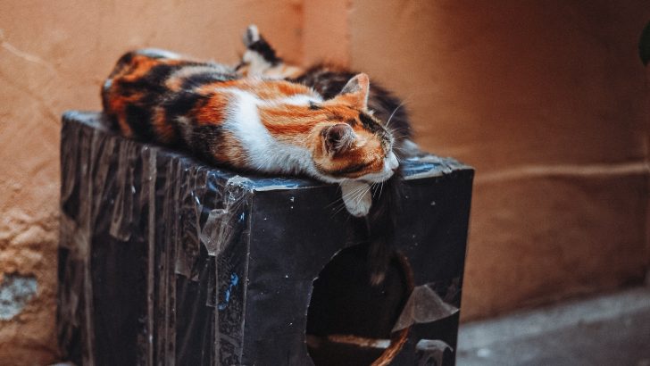 Where Do Cats Sleep Outside At Night? Is It Safe For Them?