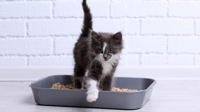 white cat poop