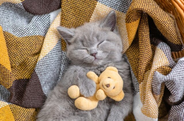 why did my cat stop sleeping with me