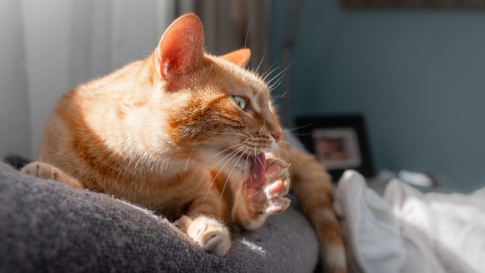 Why do cats bite their nails do they need a meow nicure 