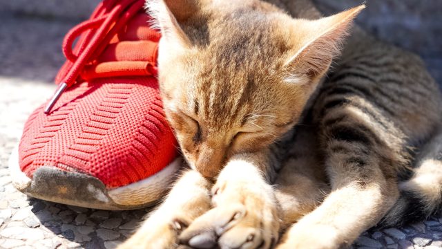 why do cats like feet