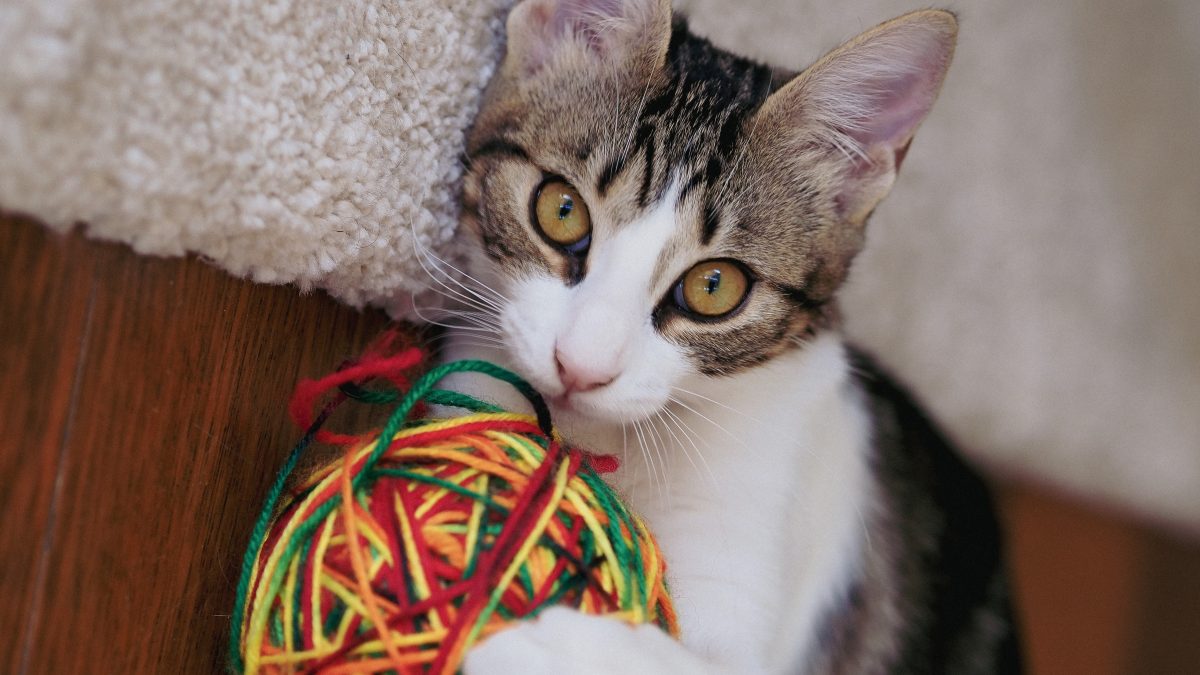 Why Do Cats Like String? Simple Joys Of Feline Life