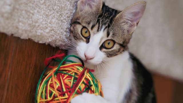 why do cats like string