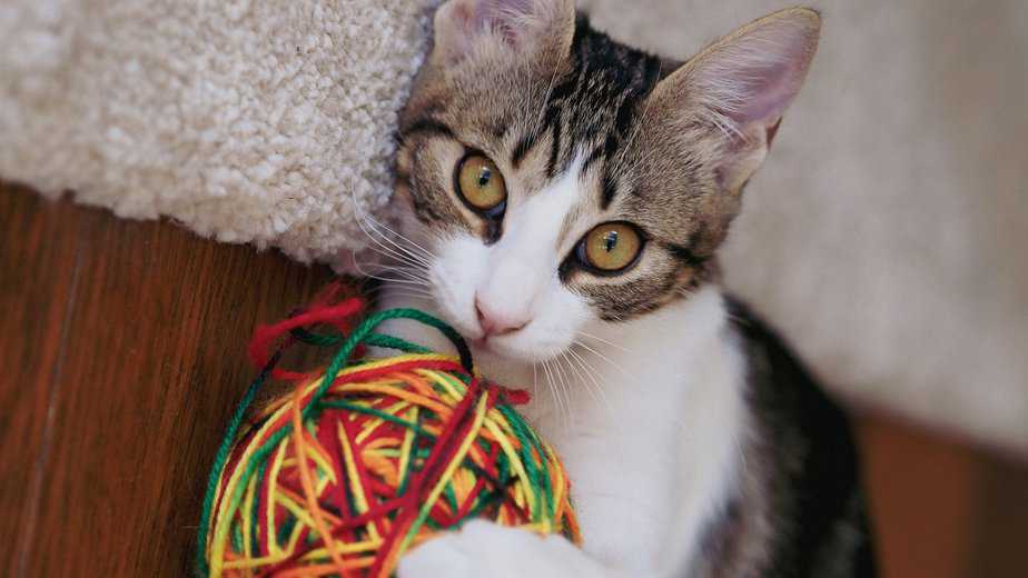 why do cats like string