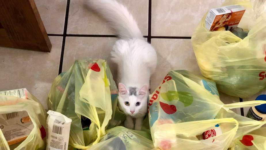 why do cats pee on plastic bags