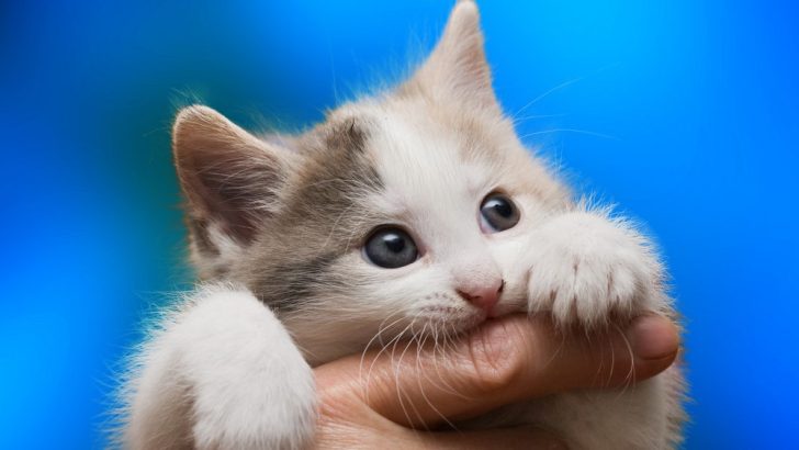 Why Do Cats Purr And Then Bite You: Love Or Hate?