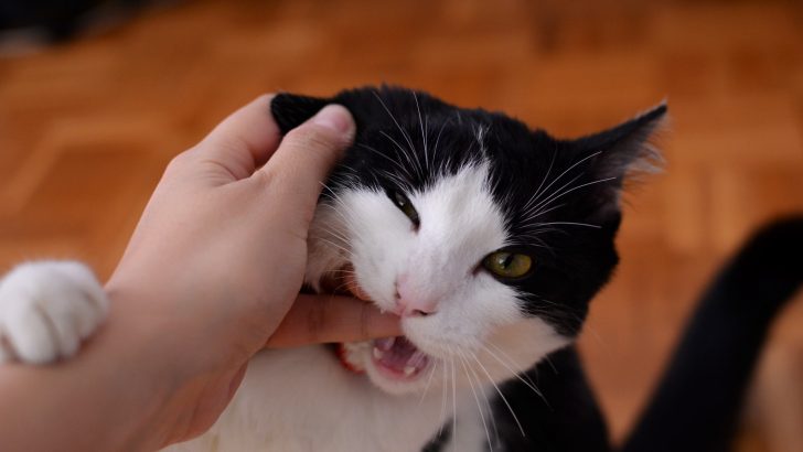 Why Do Cats Purr And Then Bite You: Love Or Hate?