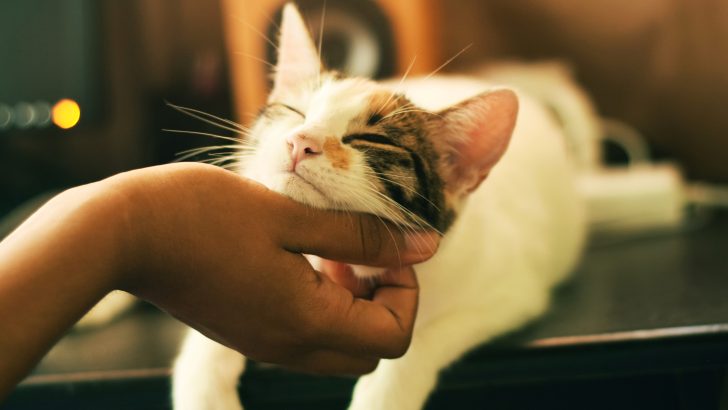 Why Do Cats Shake Their Heads After You Pet Them?