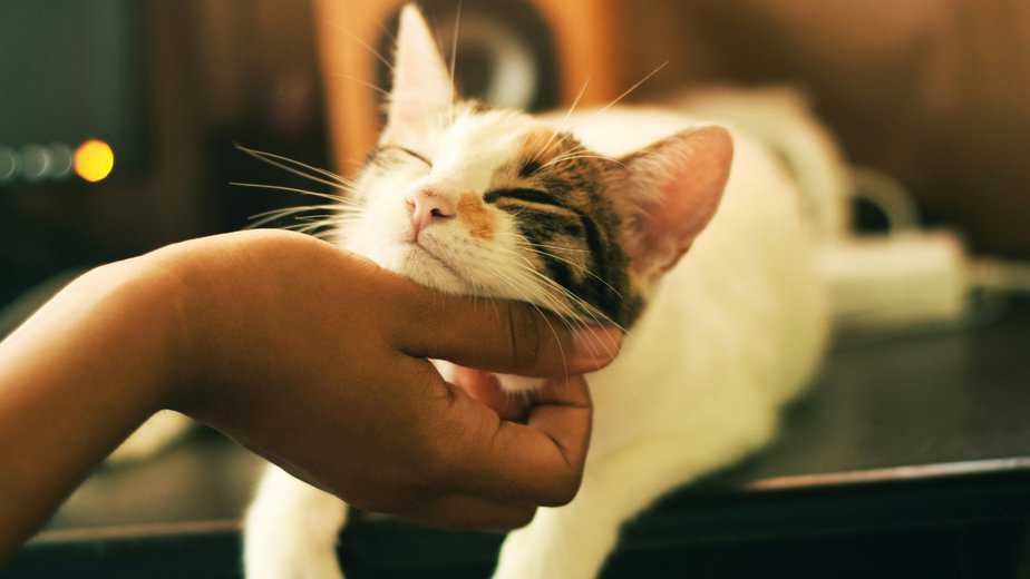 why do cats shake their heads after you pet them