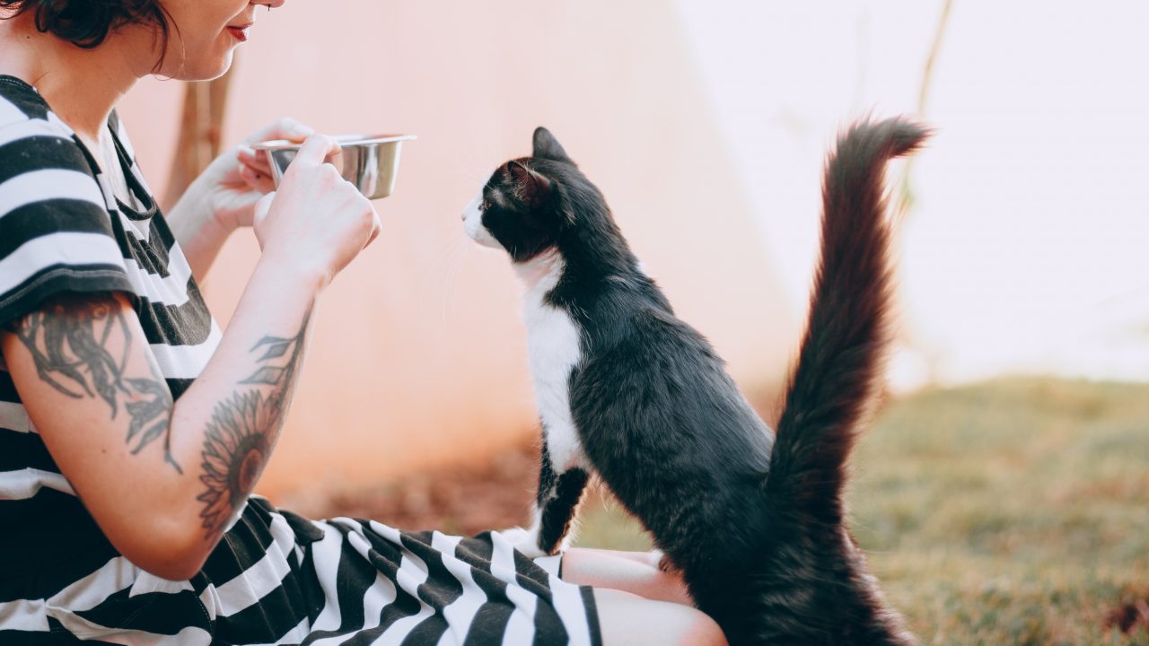 Why Do Cats Walk On You? Is That What Catwalk Is?