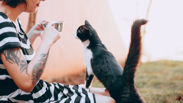 why do cats walk on you