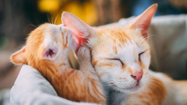 why does mother cat move only one kitten
