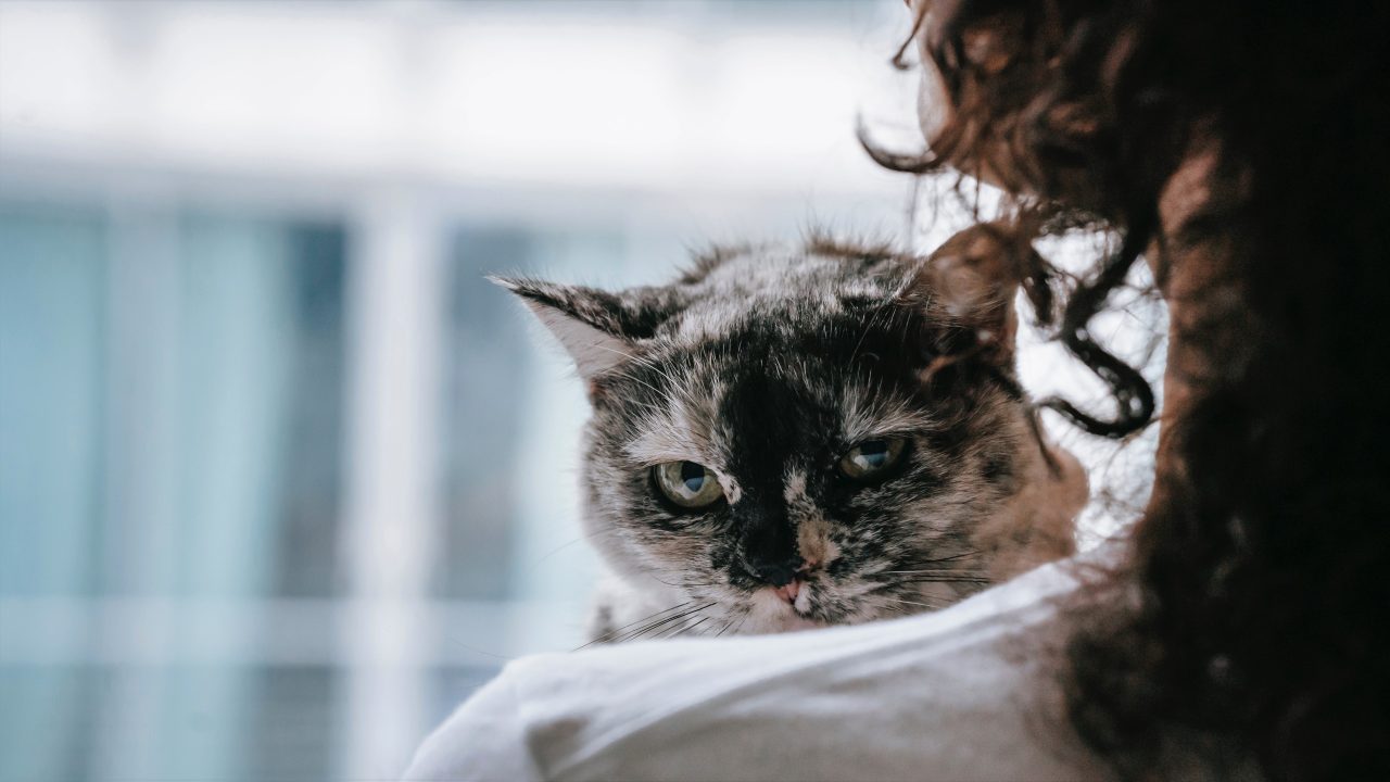 Why Does My Cat Bite My Ear? 7 EyeOpening Reasons Cats Chef