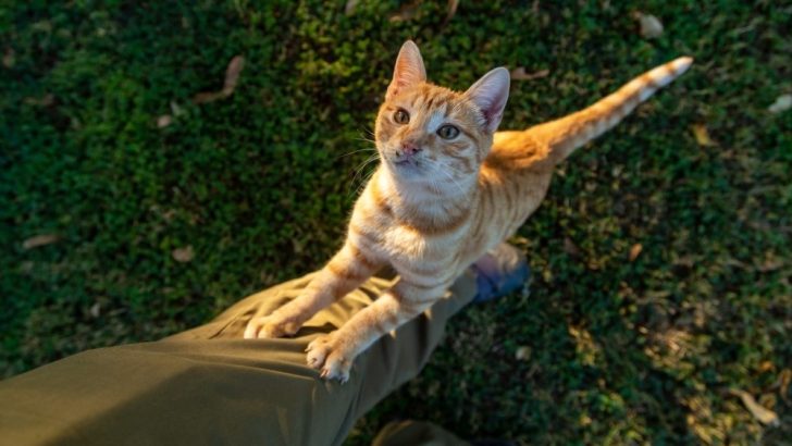 Kedim Neden Bana Ağaç Gibi Tırmanıyor? Gerçek Kedi Sincap