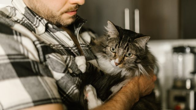 why does my cat like my boyfriend more than me