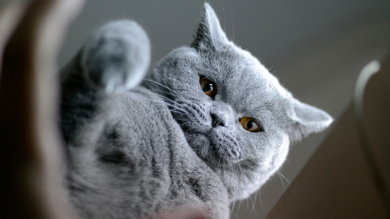 Why Does My Cat Put Her Paw On My Face? 9 Explanations