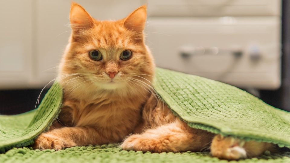 Why Does My Cat Watch Me Shower? Don't Pawnic Yet!