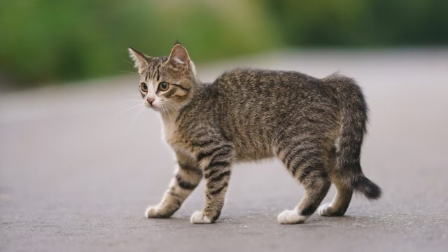 Why Is My Cat So Jumpy All Of A Sudden? 7 Possible Reasons