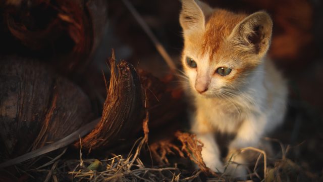wood shavings for cat litter