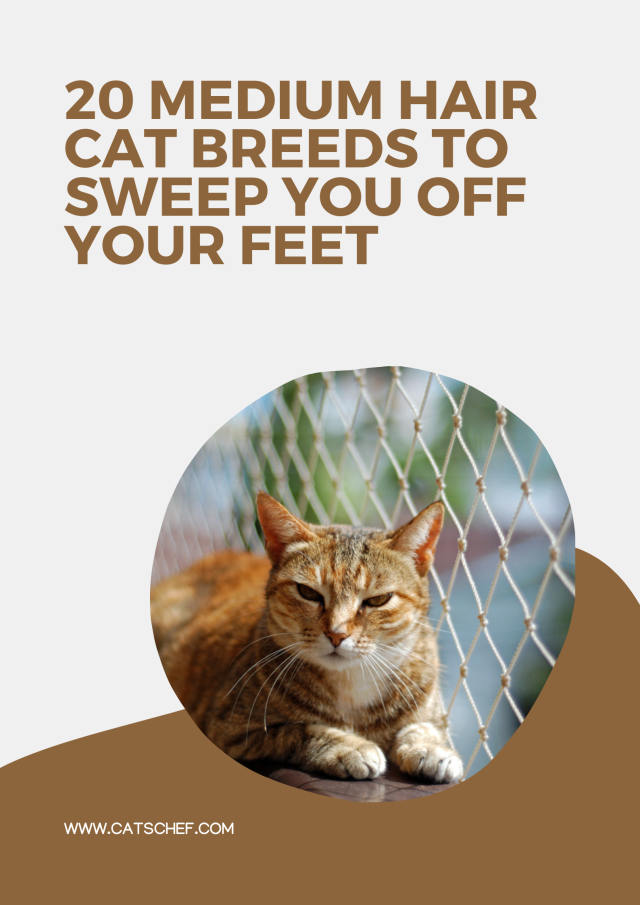 20 Medium Hair Cat Breeds To Sweep You Off Your Feet