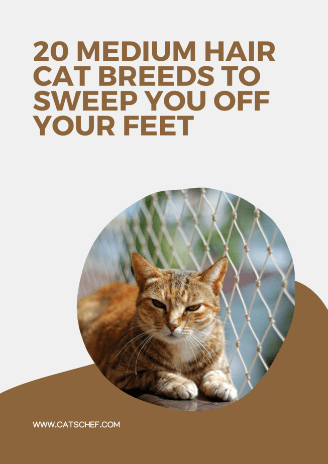 Ayaklarınızı yerden kesecek 20 Orta Tüylü Kedi Irkı