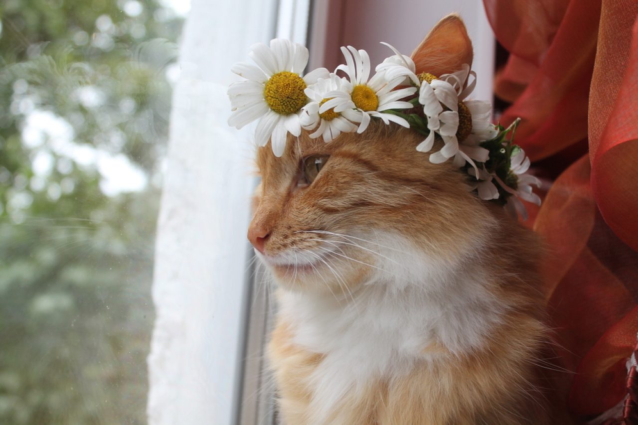 230+ Hippie Cat Names For Your Free-Spirited Fluff