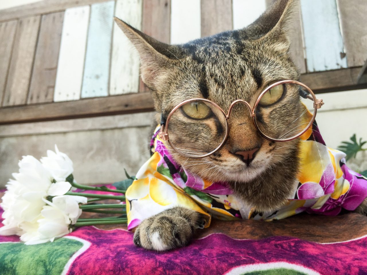 230+ Hippie Cat Names For Your Free-Spirited Fluff