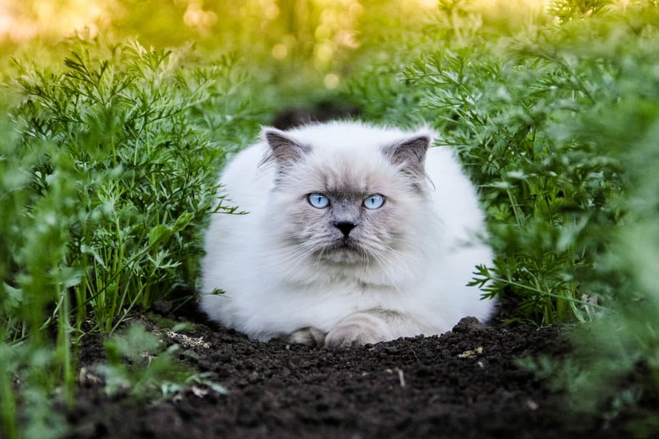 250+ Amazing Himalayan Cat Names For Your Fluffer