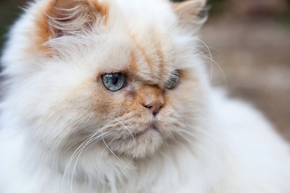250+ Amazing Himalayan Cat Names For Your Fluffer