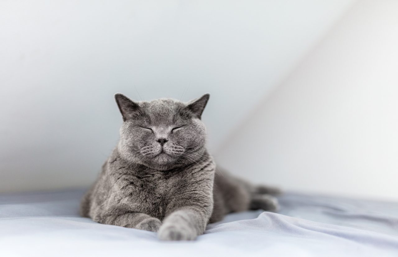 Kedim Gözlerini Kapatıyor: Bu Mutluluk mu Yoksa Acı mı?