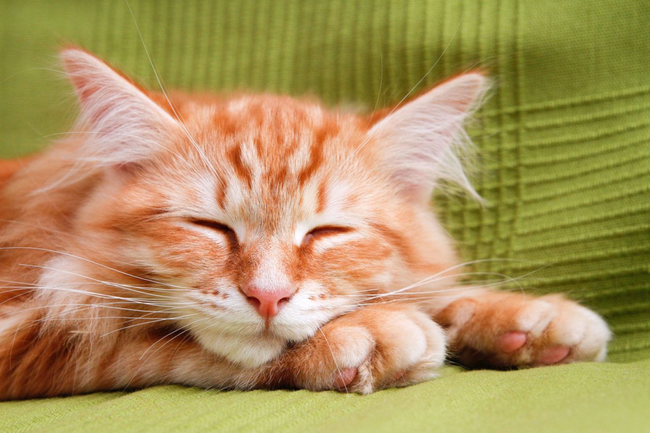 Kedim Gözlerini Kapatıyor: Bu Mutluluk mu Yoksa Acı mı?