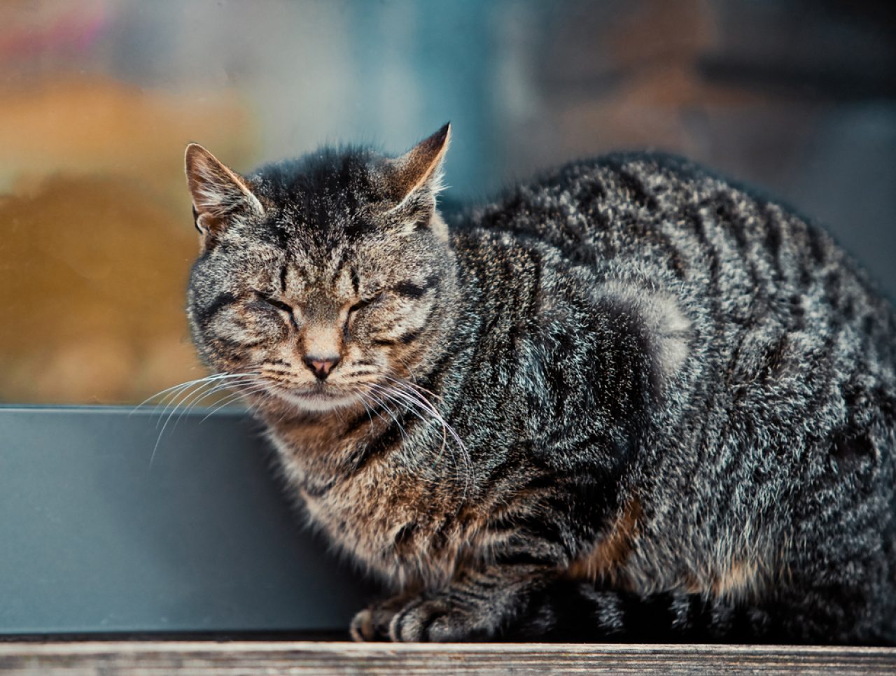 My Cat Closes Her Eyes: Is It Purre Happiness Or Pain?