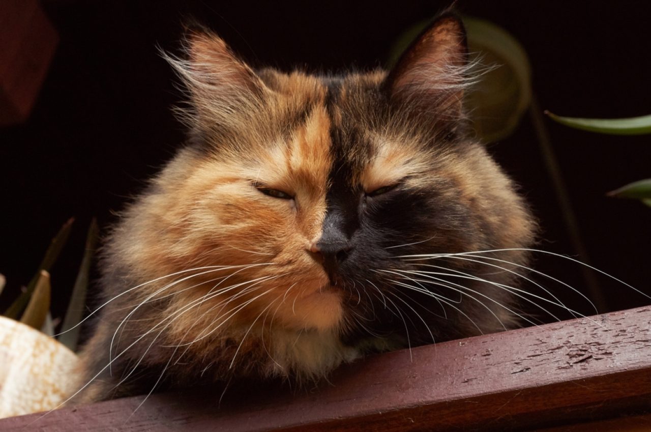 My Cat Closes Her Eyes: Is It Purre Happiness Or Pain?