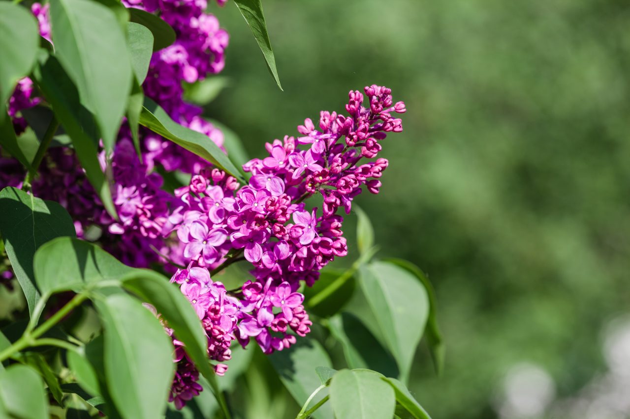 Are Lilacs Poisonous To Cats? Life-Threatening Or Safe?